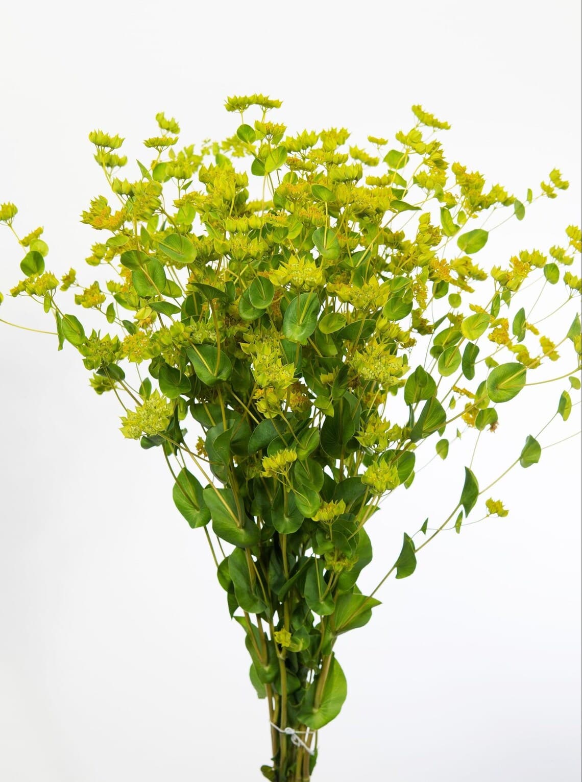 Bupleurum stems with tiny yellow-green flower clusters and rounded green leaves against a white background.