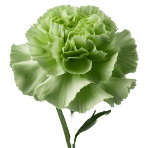 A blooming lime green carnation with delicate ruffled petals against a plain white background.