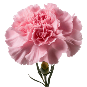A single pink carnation with delicate ruffled petals and a green bud on white background.