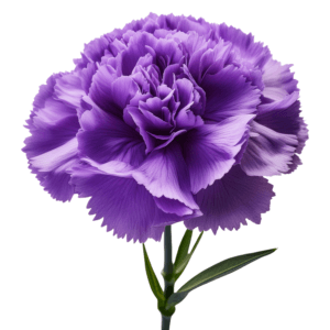 Single purple carnation flower featuring ruffled petals and a green stem against a white background.