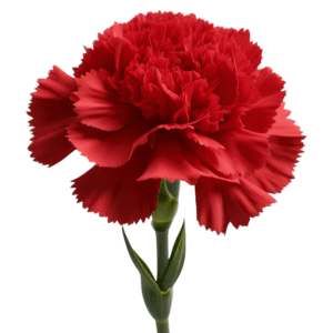 Vibrant red carnation featuring ruffled petals and a green stem isolated on a white background.