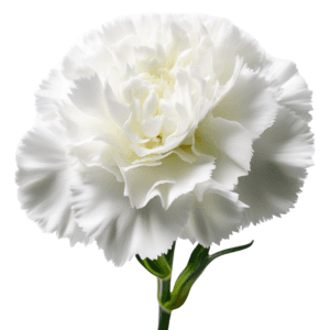 White carnation flower with delicate ruffled petals and a green stem against a white background.