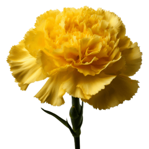 Vibrant yellow carnation with ruffled petals and a green stem against a white background.