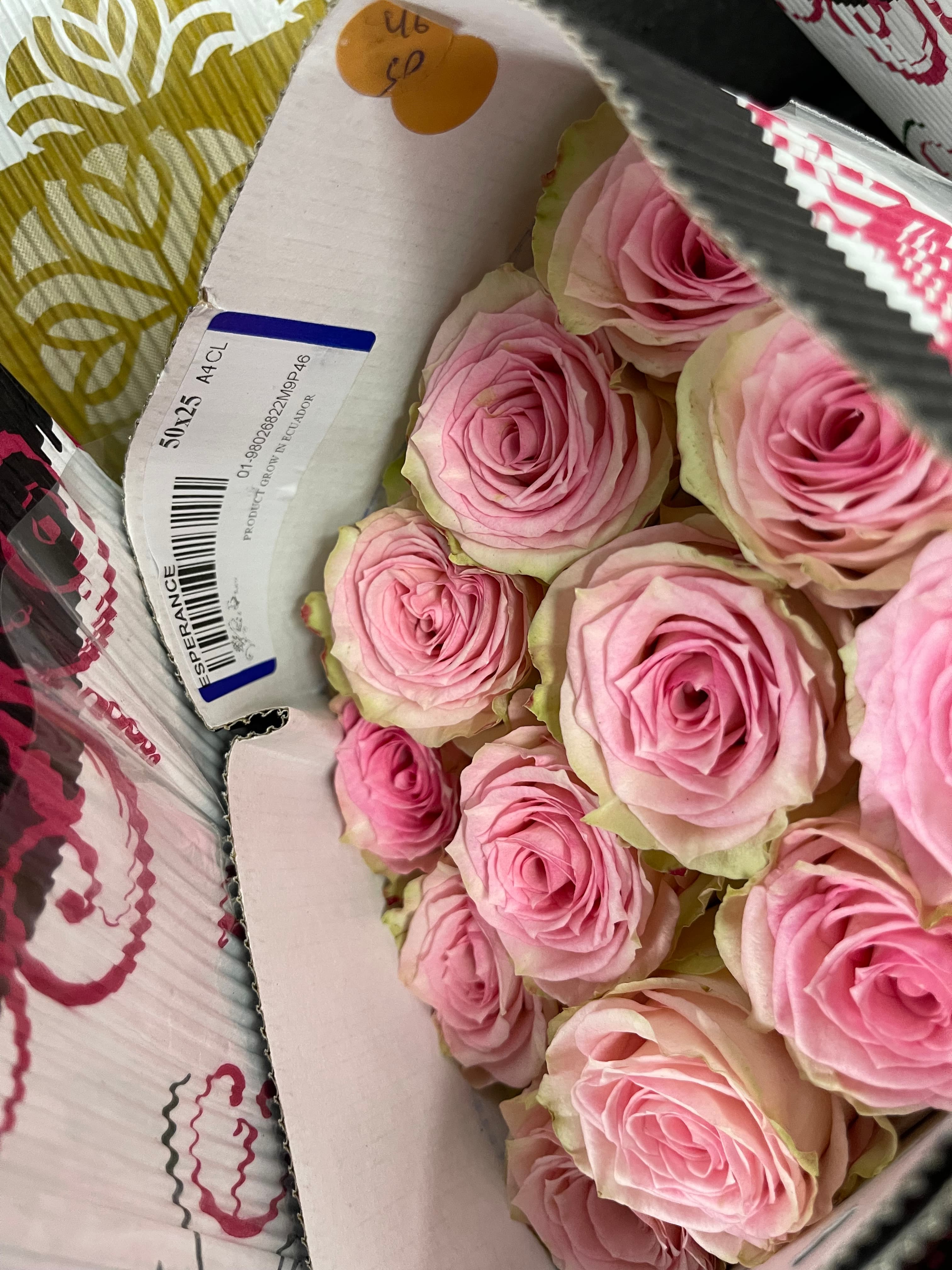 Light pink Esperance roses with green-tinged outer petals packed inside a white cardboard box.