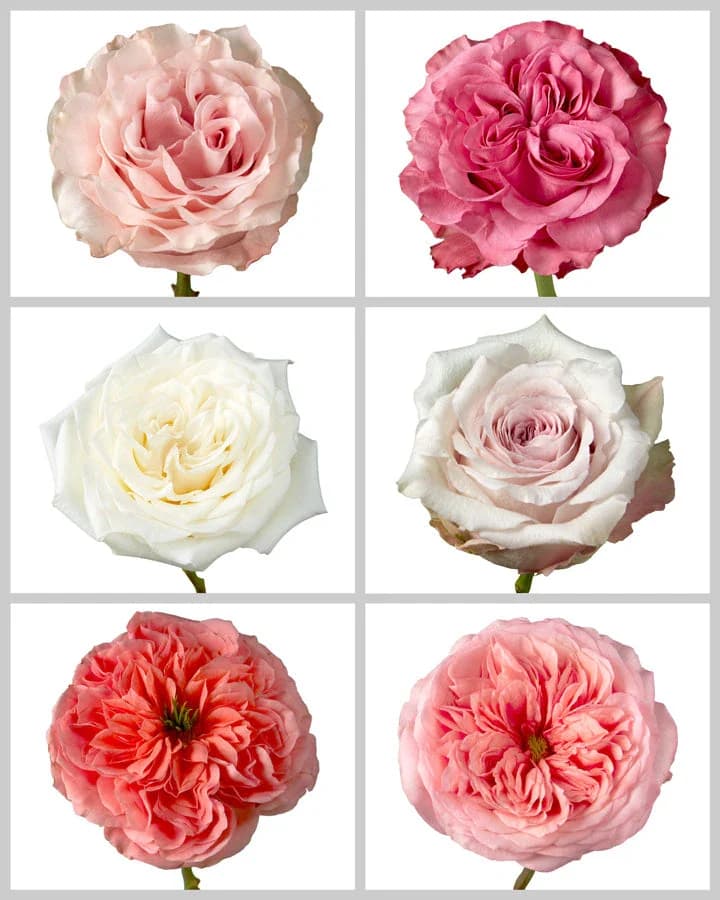 Six diverse rose blooms in shades of pink, white, and coral arranged in a grid.