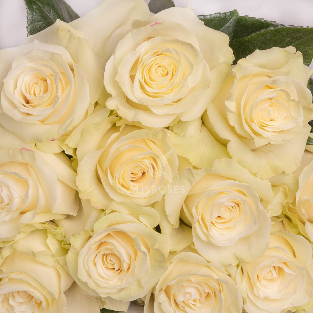 A dense bouquet of cream roses with soft, layered petals and dark green leaves.