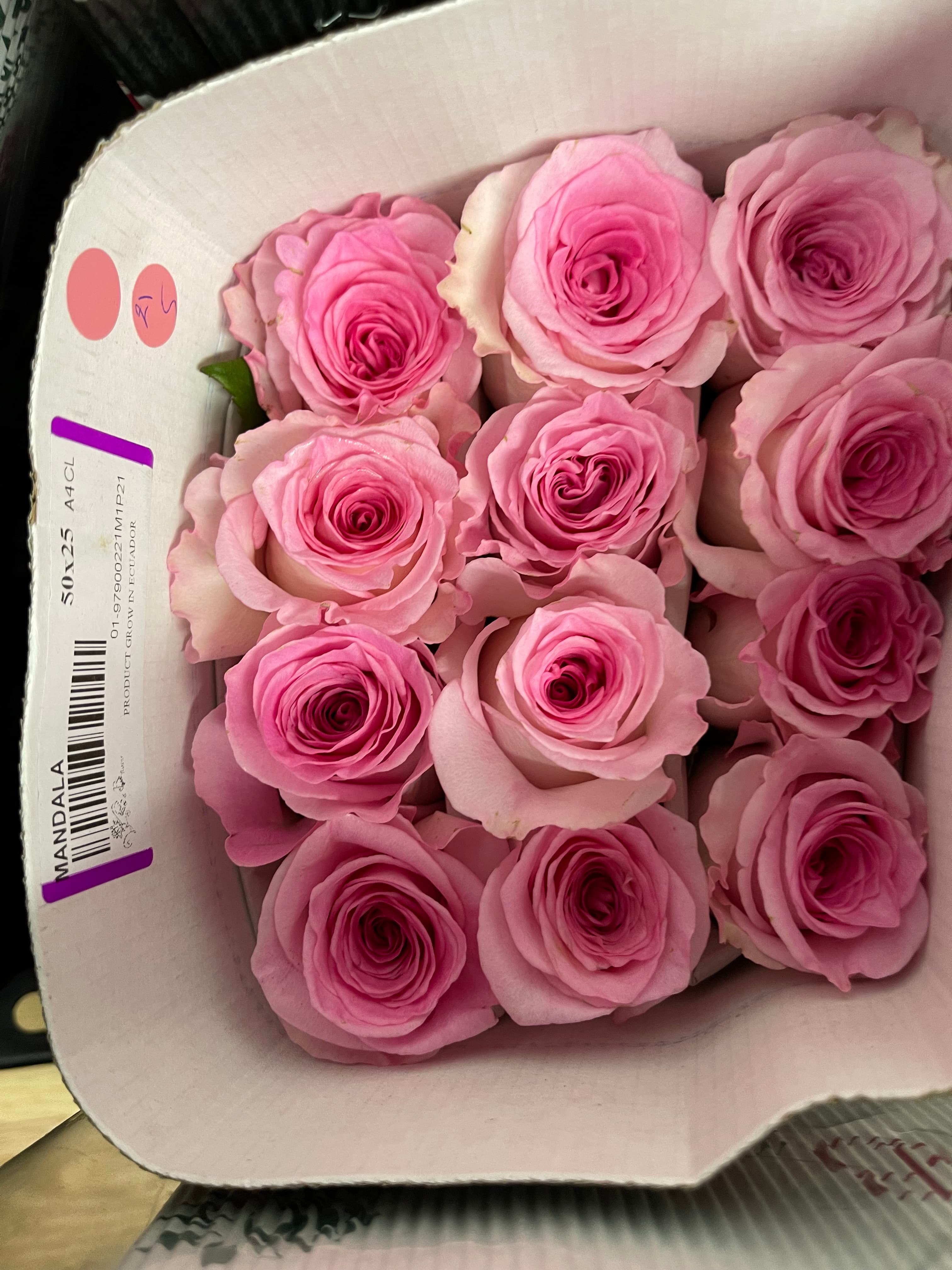 Twelve vibrant pink roses tightly packed in rows inside a white cardboard shipping box.