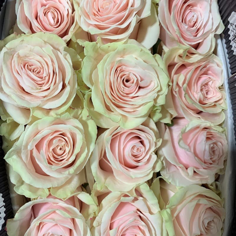Close-up of several pale pink roses with light green outer petals packed tightly together.