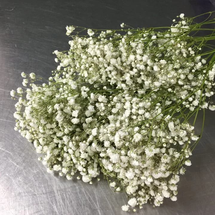 Large bunch of delicate white baby's breath flowers with green stems on a metallic surface.