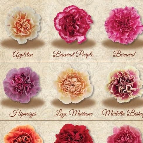 A grid of colorful carnation flower heads, each labeled with its specific variety name below.