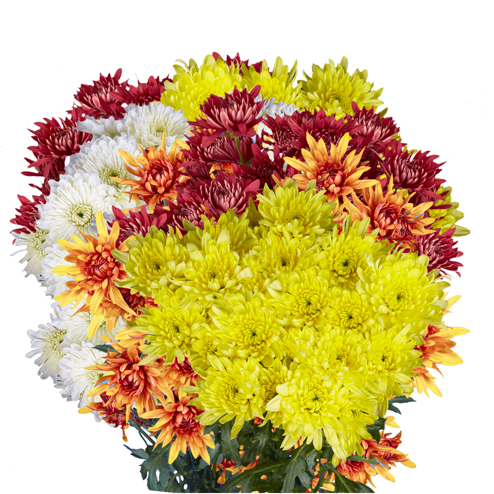 Vibrant bouquet of yellow, orange, white, and red chrysanthemums against a plain white background.