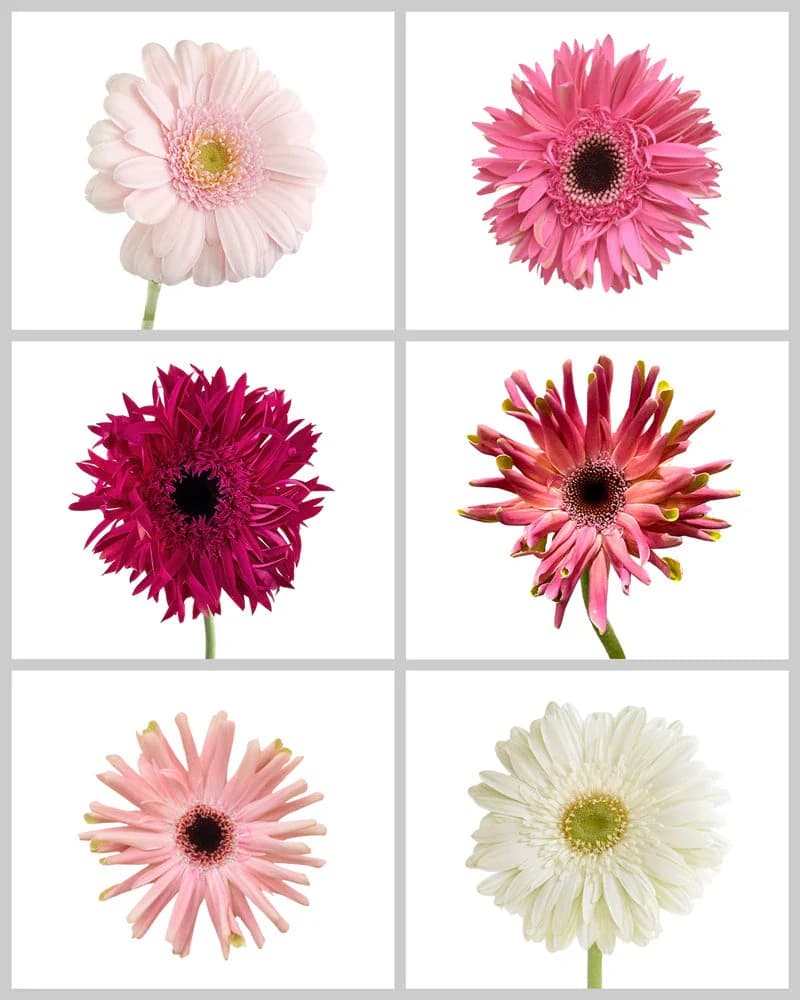 Six gerbera daisy flowers in shades of pink and white with varying petal shapes.