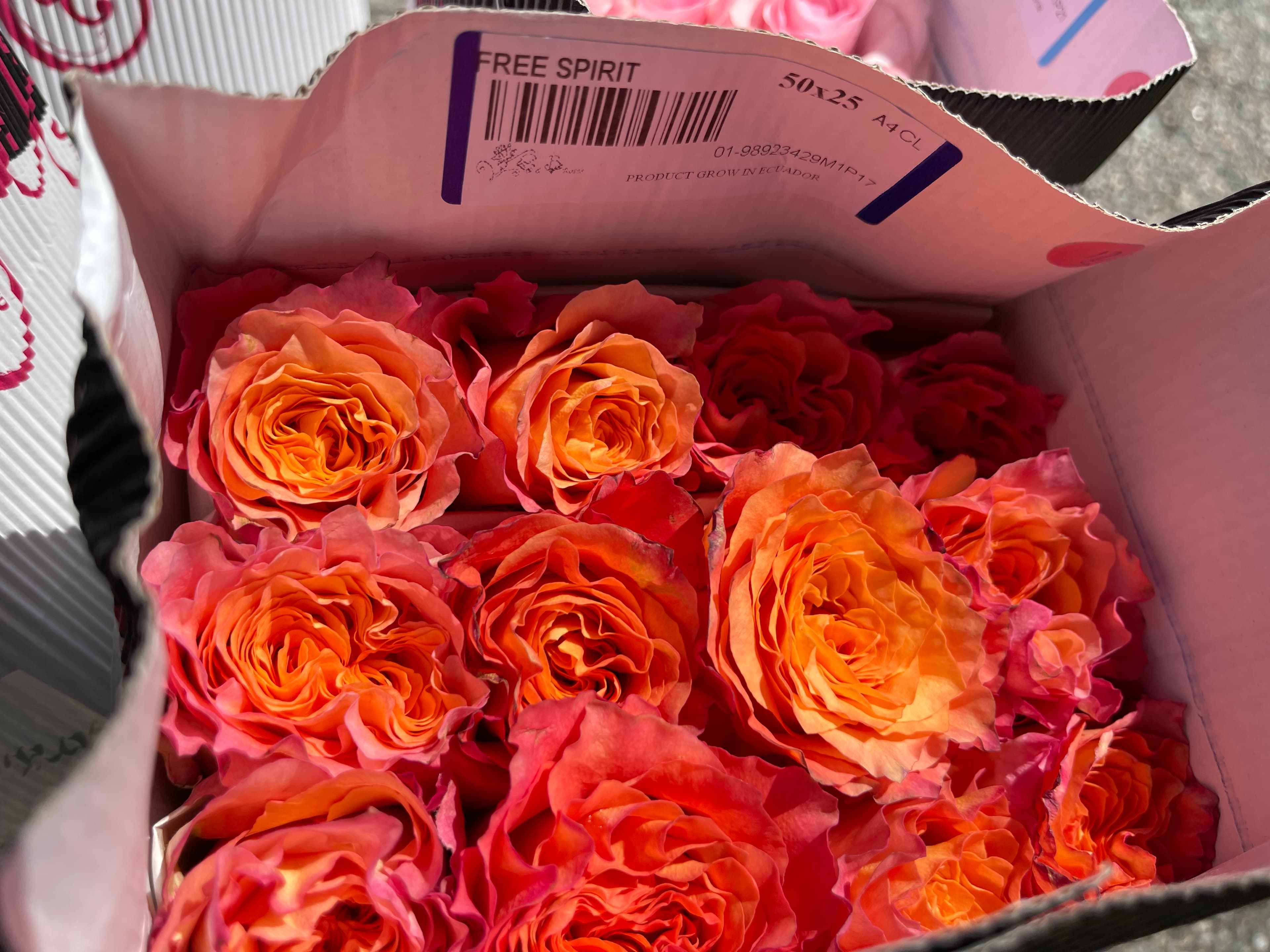 Vibrant orange and pink Free Spirit roses packed tightly inside a white cardboard shipping box.
