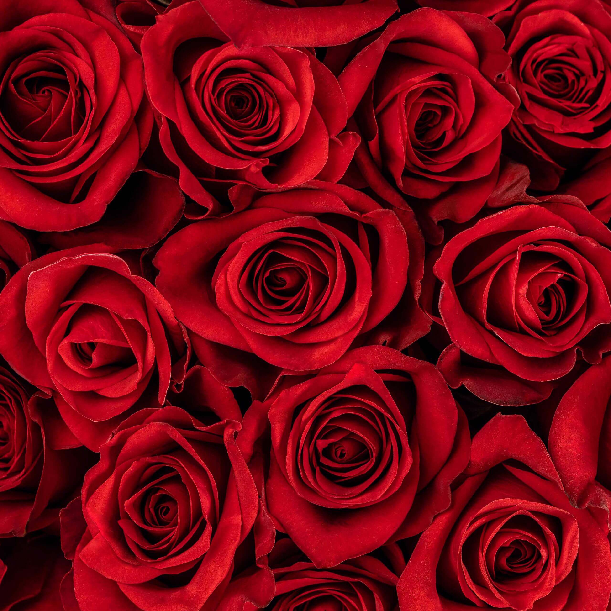 Dense cluster of vibrant red roses with velvety petals tightly packed in full bloom.