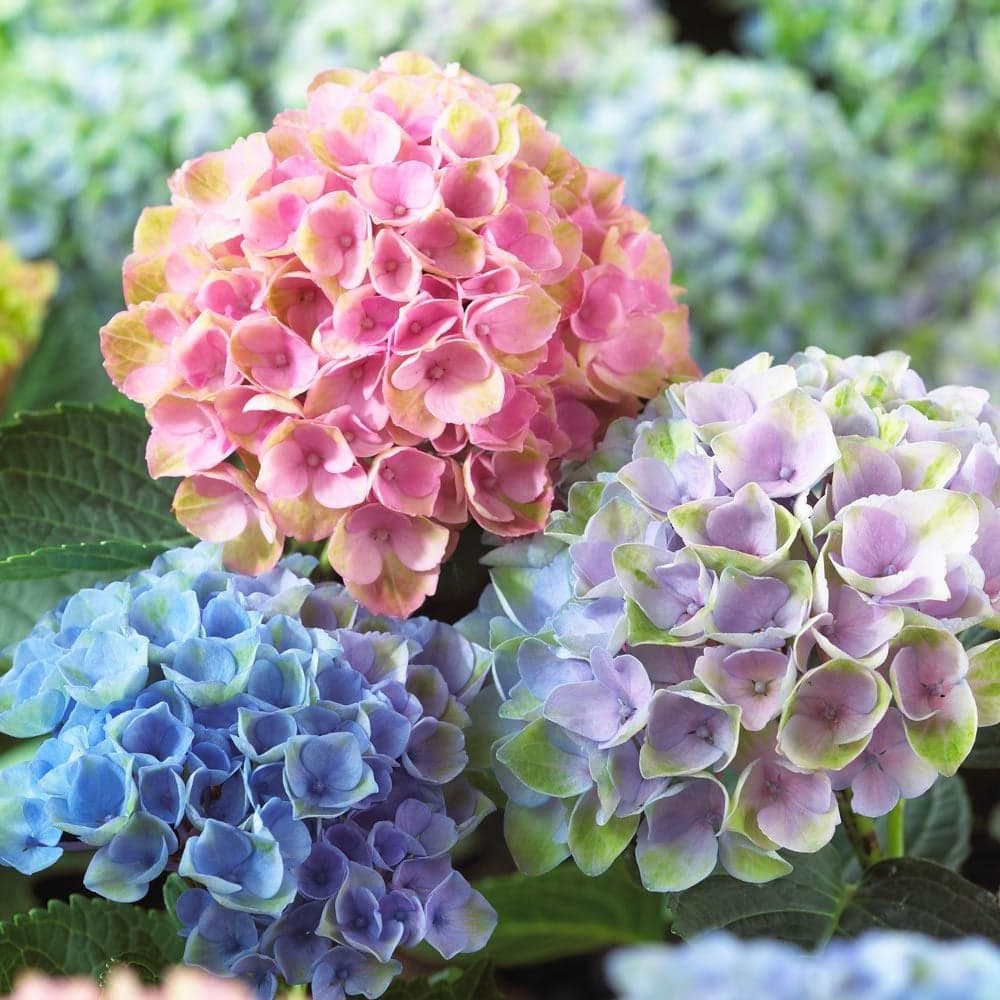 Vibrant pink, blue, and lavender hydrangea flower clusters with green leaves in soft focus.