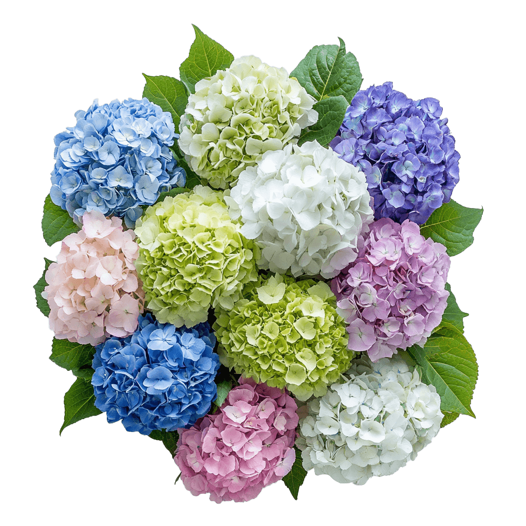 Vibrant cluster of multi-colored hydrangea blossoms in blue, pink, purple, white, and green tones.