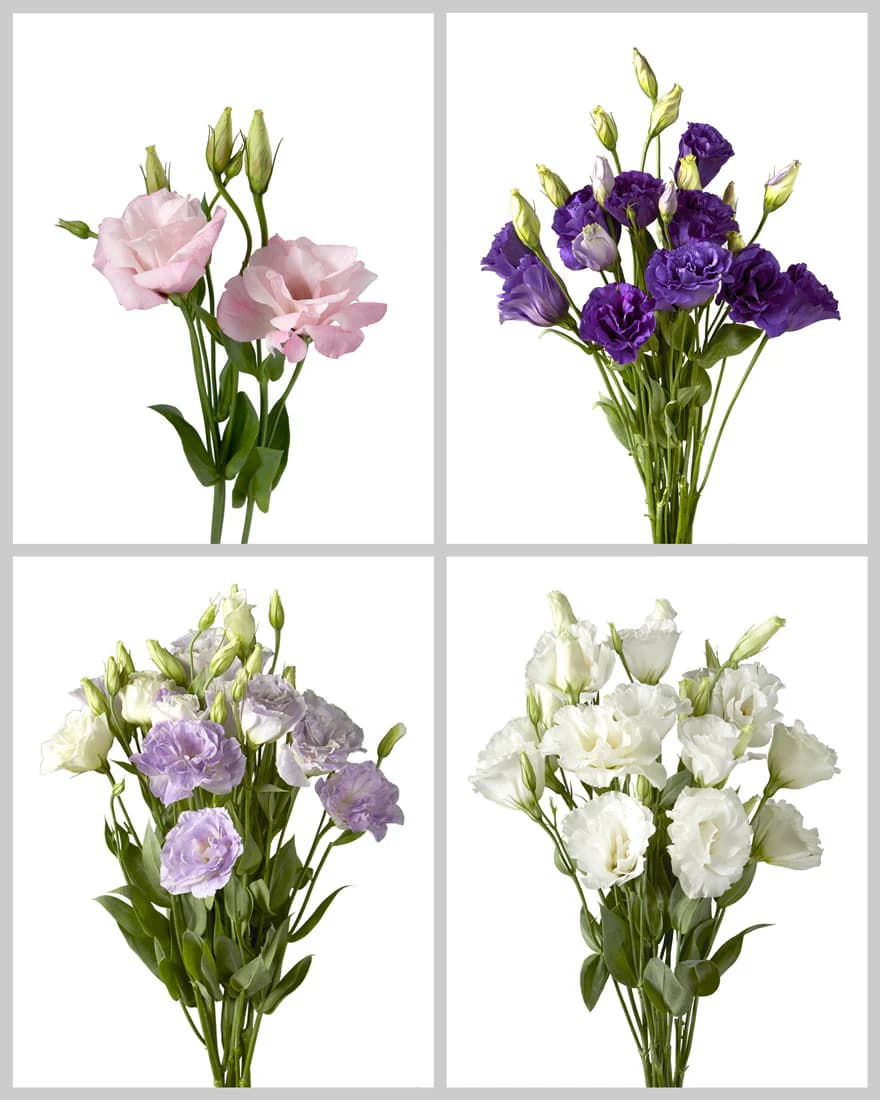 Four panels showcasing bouquets of lisianthus flowers in pink, dark purple, lavender, and white.