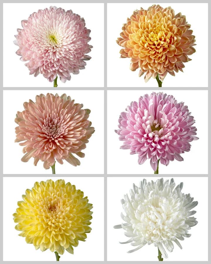 A grid of six chrysanthemum flowers in shades of pink, orange, yellow, and white.