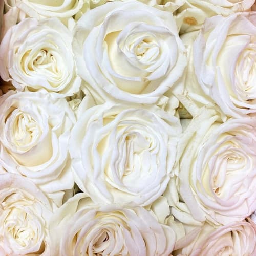 Close-up of tightly packed white roses with delicate, swirling layers of soft cream petals.