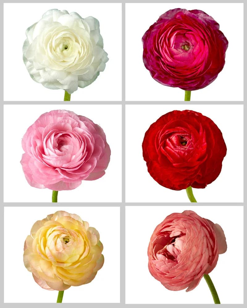 Six layered ranunculus flowers in a grid: white, magenta, pink, red, yellow, and coral.