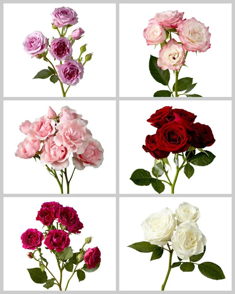 Six panels displaying various rose bouquets in purple, bicolor, pink, red, magenta, and white.