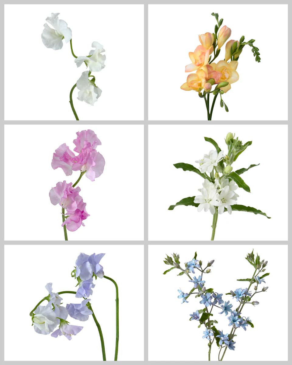 Grid of six panels featuring white, yellow, pink, and blue flowers on white backgrounds.