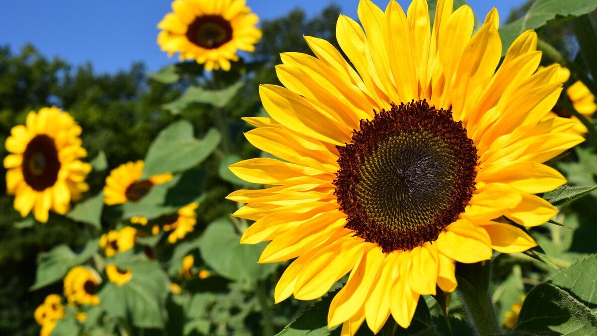 Vibrant yellow sunflower with a dark brown center blooming in a field under blue sky.