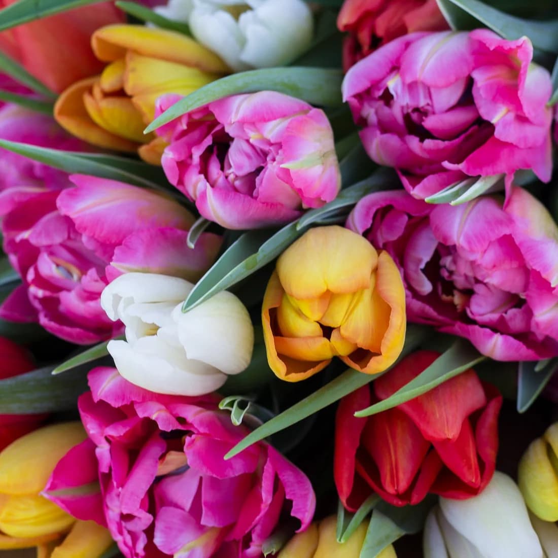 Dense, colorful bouquet of pink, yellow, white, and red tulips with green foliage.